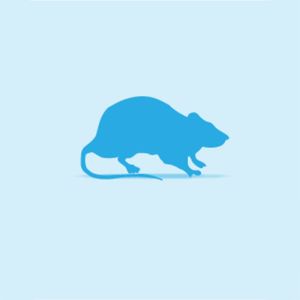 Monkfield Rat, Large Weaner, 10 Pack