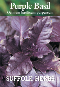 Herb Basil Purple                         