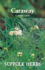 Herb Caraway                   
