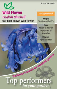 Wild Flower Bluebell                               