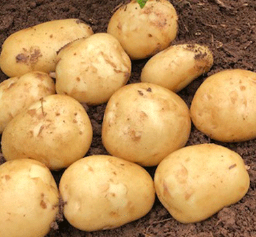 25kg Acoustic Seed Potatoes