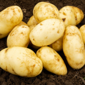 25kg Arran Pilot Seed Potatoes