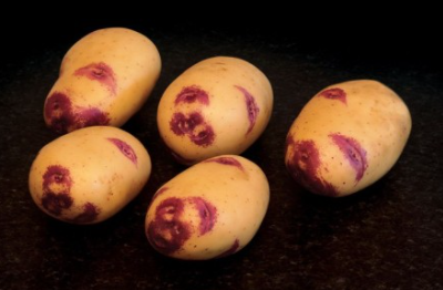 20kg Blue Belle Seed Potatoes