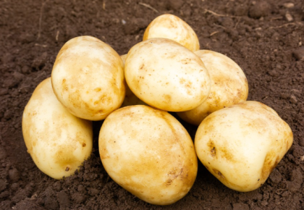 20kg Caledonian Pearl Seed Potatoes