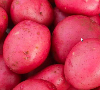 25kg Caledonian Rose Seed Potatoes