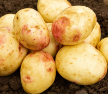 2Kg Cara Seed Potatoes
