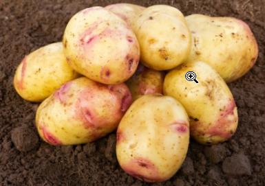 20kg Carolus Seed Potatoes