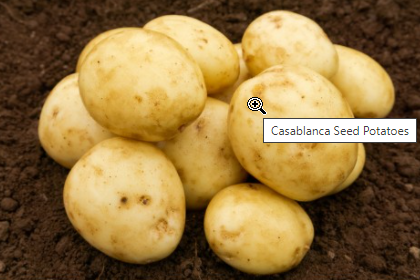 2Kg Casablanca Seed Potatoes
