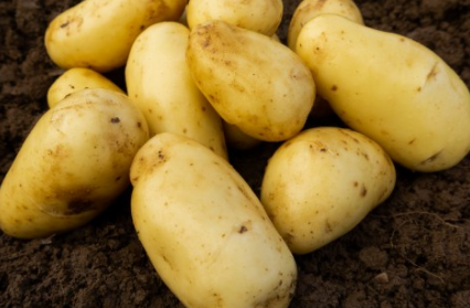 2Kg Charlotte Seed Potatoes