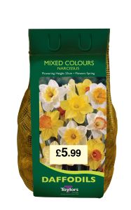 Taylors Daffodils - Mixed Colour