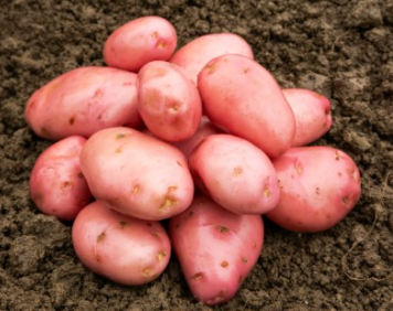 25kg Desiree Seed Potatoes