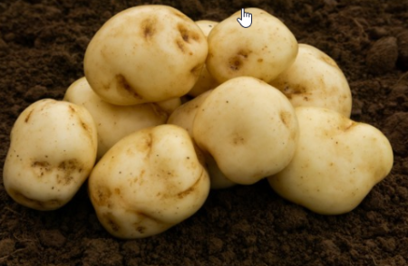 20kg Epicure Seed Potatoes