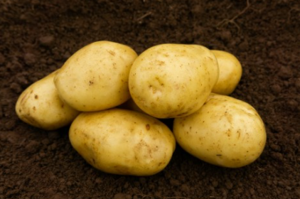 20kg Estima Seed Potatoes