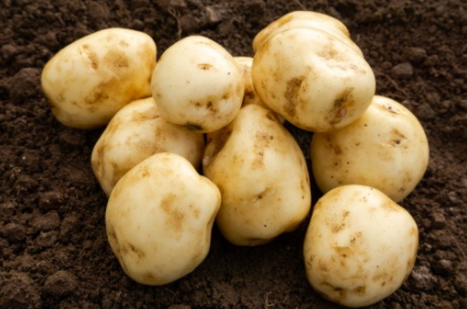 2Kg Foremost Seed Potatoes