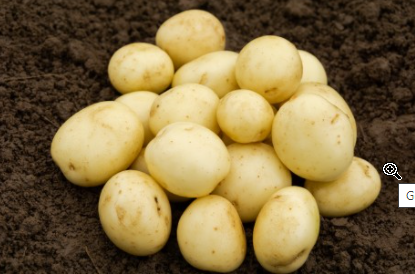 2Kg Gemson Seed Potatoes