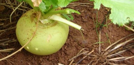Green Globe Turnip 2kg