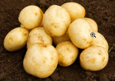 20kg Harmony Seed Potatoes