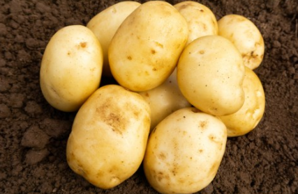 2Kg Home Guard Seed Potatoes