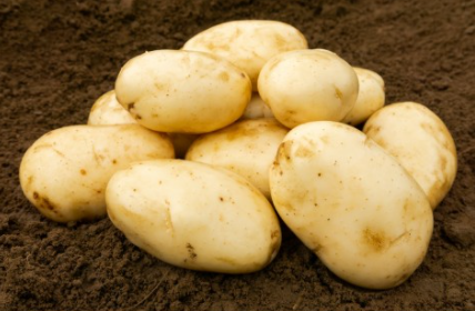 2Kg International Kidney Seed Potatoes