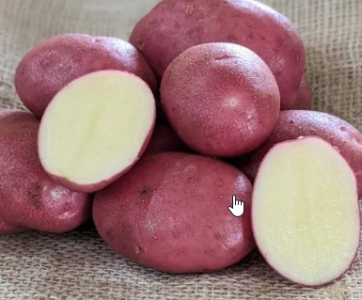 25kg Java Seed Potatoes