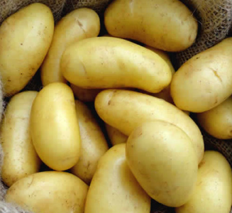 25kg Jazzy Seed Potatoes