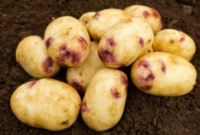 20kg Kestrel Seed Potatoes