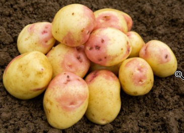 20kg King Edward Seed Potatoes