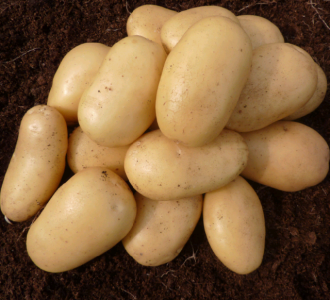 20Kg Lady Christl Seed Potatoes (10x2kgs)