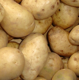 20kg Majestic Seed Potatoes