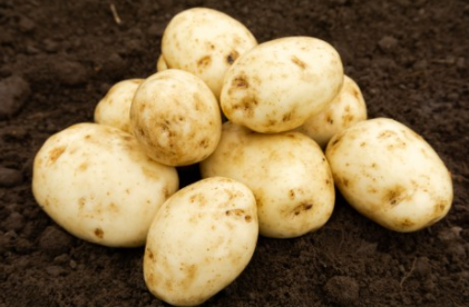 2Kg Maris Bard Seed Potatoes