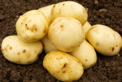 2Kg Maris Peer Seed Potatoes
