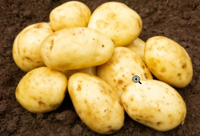 2Kg Maris Piper Seed Potatoes