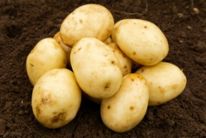 2Kg Nadine Seed Potatoes