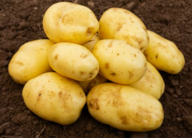 20kg Nicola Seed Potatoes