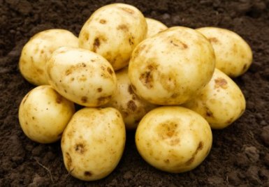 2Kg Orla  Seed Potatoes