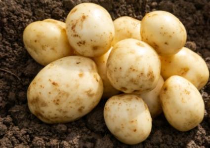 20kg Pentland Crown Seed Potatoes