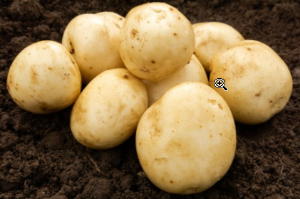 20kg Pentland Javelin Seed Potatoes