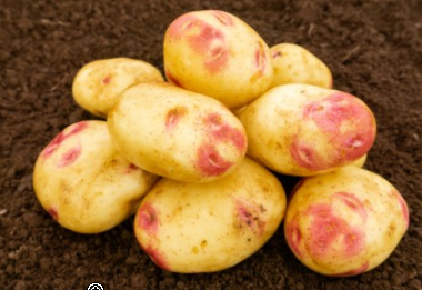 2Kg Picasso Seed Potatoes
