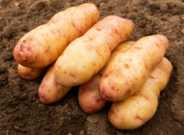 2Kg Pink Fir Apple Seed Potatoes