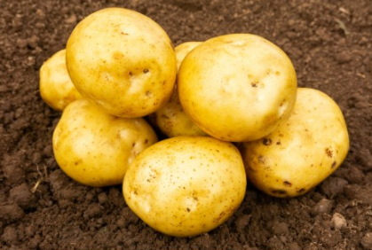 20kg Premiere Seed Potatoes