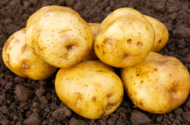 25kg Record Organic Seed Potatoes