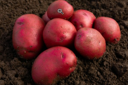 2Kg Red Duke Of York Seed Potatoes