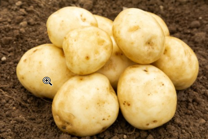 2Kg Rocket Seed Potatoes