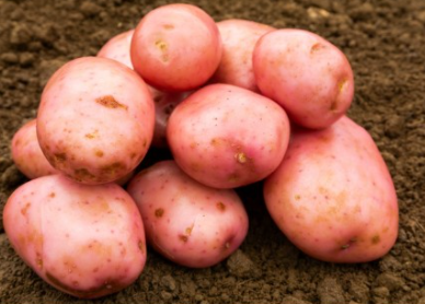 20kg Sarpo Mira Seed Potatoes