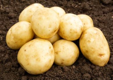 2Kg Saxon Seed Potatoes