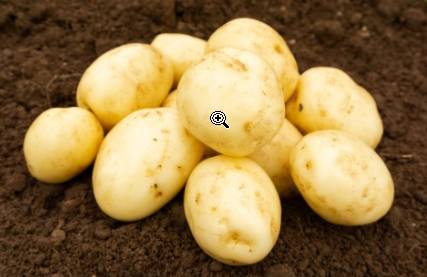 25kg Swift Seed Potatoes