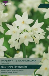 Narcissi - Paperwhite Grandiflora