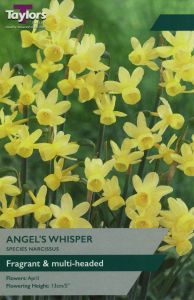 Taylors Daffodils - Angels Whisper