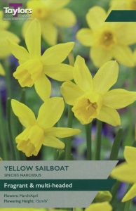 Taylors Narcissi - Yellow Sailboat