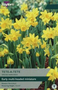 Taylors Narcissi - Tete A Tete